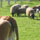 Sheeps & Cows