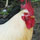Chickens